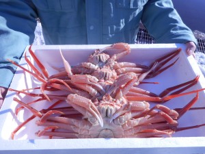 水ガニ活