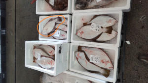 6ヒラメの中のカレイ